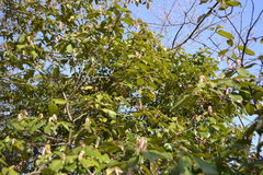 Quercus glauca
