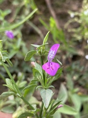 Dicliptera minor minor