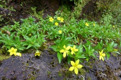 Lysimachia azorica