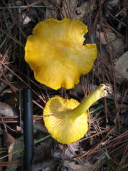 Cantharellus tenuithrix