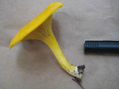 Cantharellus tenuithrix