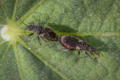 Oxycarenidae