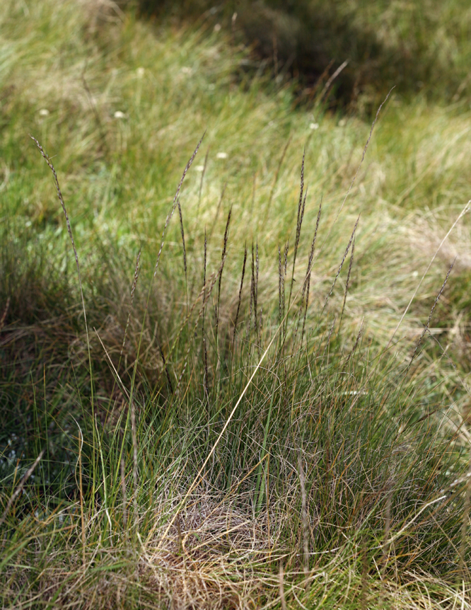 Ptilagrostiella