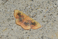 Cyclophora albiocellaria