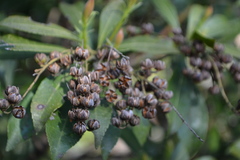 Pieris japonica