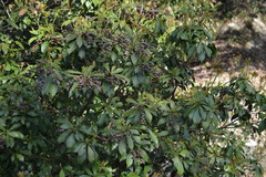 Pieris japonica