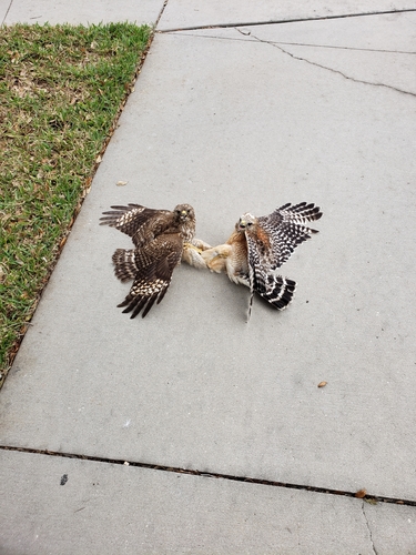 Red-shouldered Hawk photographed in Florida