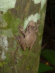 Scinax rostratus