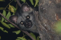 Paradoxurus hermaphroditus