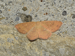 Cyclophora ruficiliaria