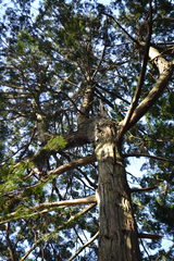 Cupressoideae