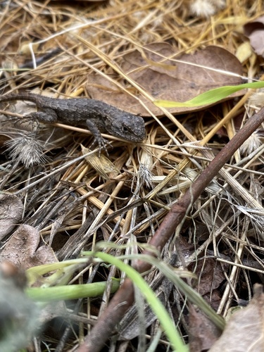 iNaturalist observation photo of Western Fence Lizard
