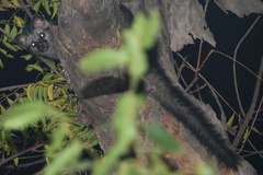 Paradoxurus hermaphroditus