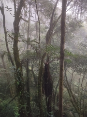 Cyathea caracasana