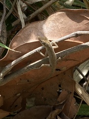 Anolis wellbornae