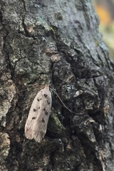 Anacampsis