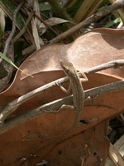 Anolis wellbornae
