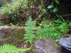 Cyathea caracasana