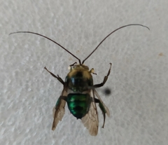 Ctenioschelus chalcodes