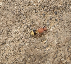 Bischoffitilla