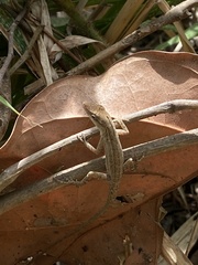 Anolis wellbornae