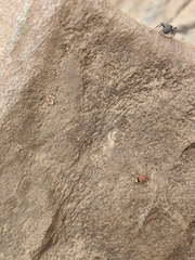 Bischoffitilla
