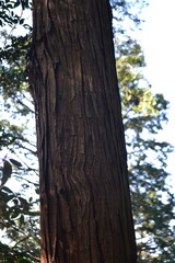 Cupressoideae