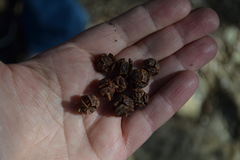 Cupressoideae