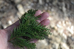 Cupressoideae