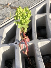 Euphorbia peplus