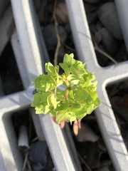Euphorbia peplus