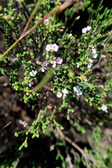 Euchaetis albertiniana