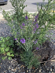 Linaria purpurea