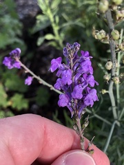 Linaria purpurea
