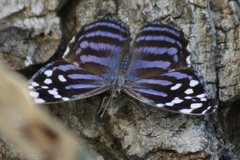 Myscelia ethusa ethusa