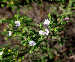 Euchaetis albertiniana