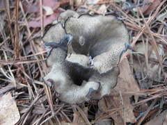 Craterellus fallax image