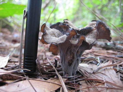 Craterellus fallax image