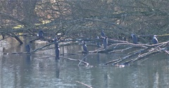 Phalacrocorax carbo