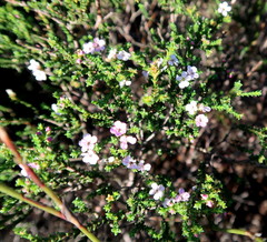 Euchaetis albertiniana