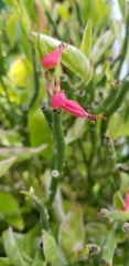 Euphorbia lomelii