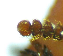 Uloma punctulata