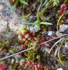 Sedum cespitosum