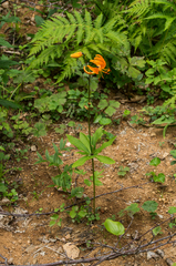 Lilium distichum