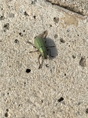 Pantomorus viridisquamosus