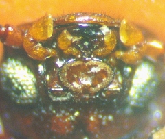 Uloma punctulata
