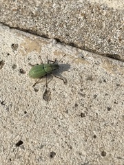 Pantomorus viridisquamosus