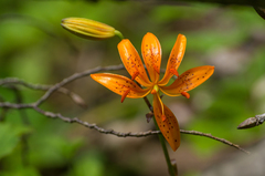 Lilium distichum