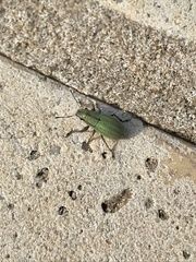 Pantomorus viridisquamosus