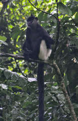 Trachypithecus delacouri